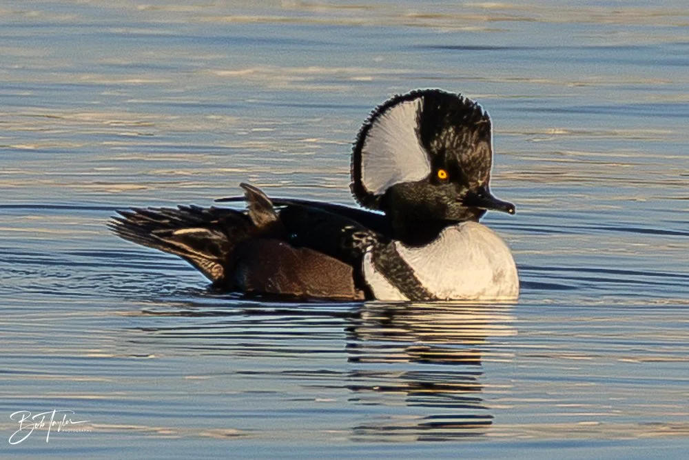 20251115-SASP Final -30.jpg