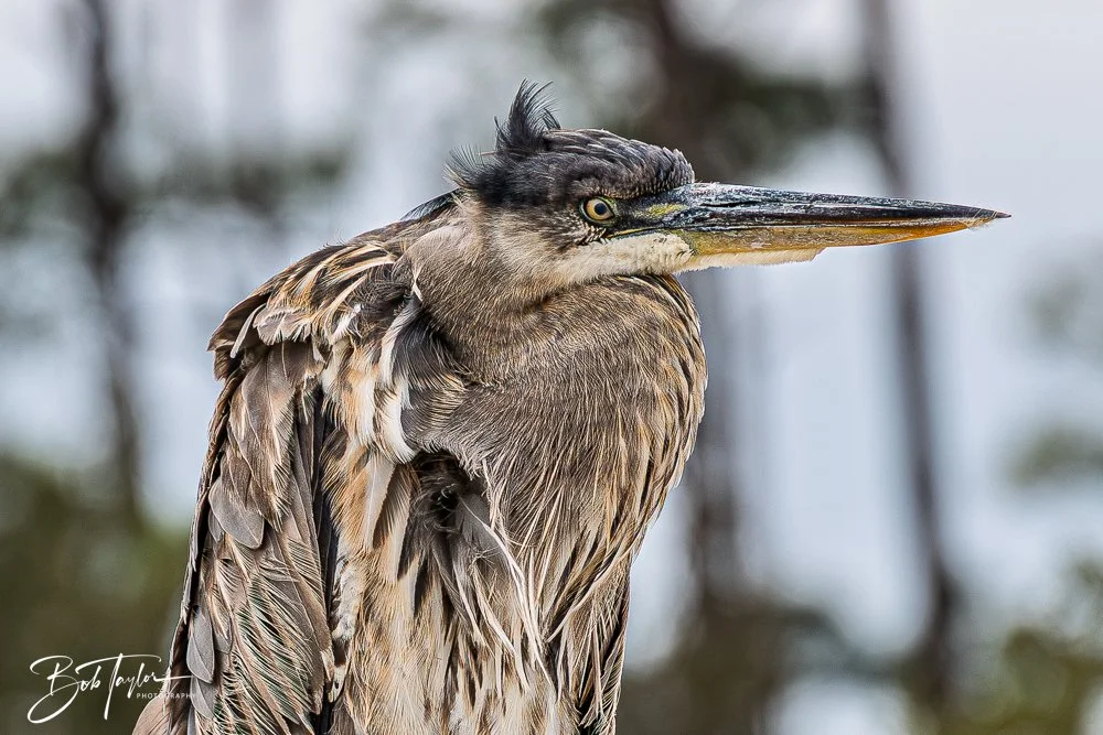 20260214-SASP -27.jpg