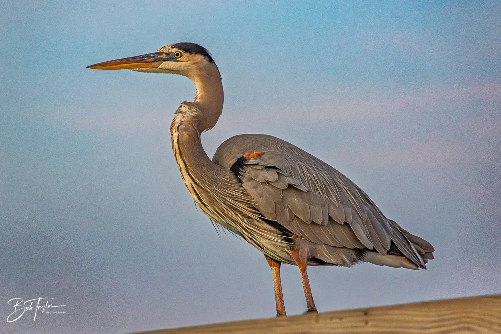 20251119-SASP Sunset -22.jpg