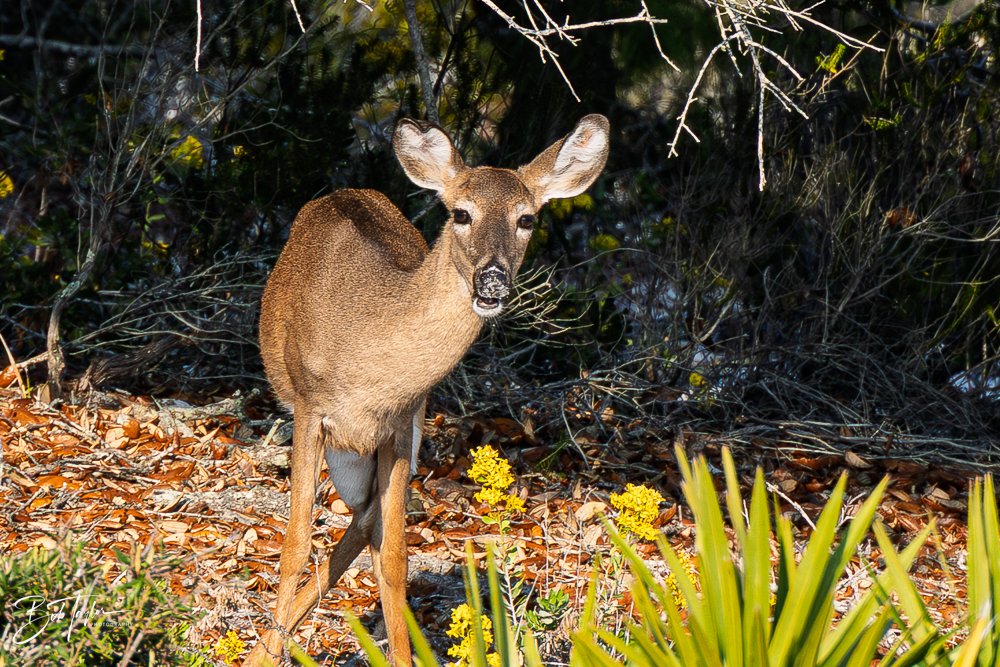 20251118-SASP Final -55.jpg