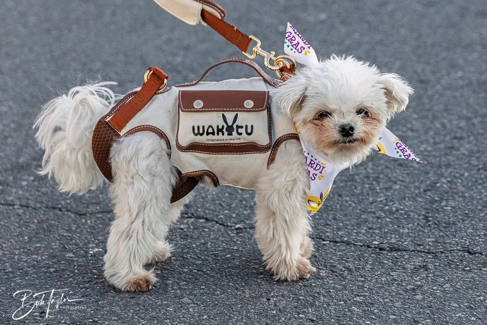 20260206-Mardi Gras Kids -7.jpg