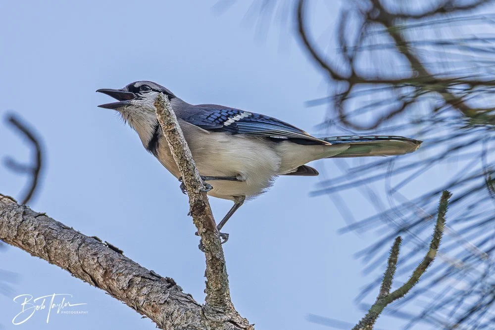 20260212-SASP -20.jpg