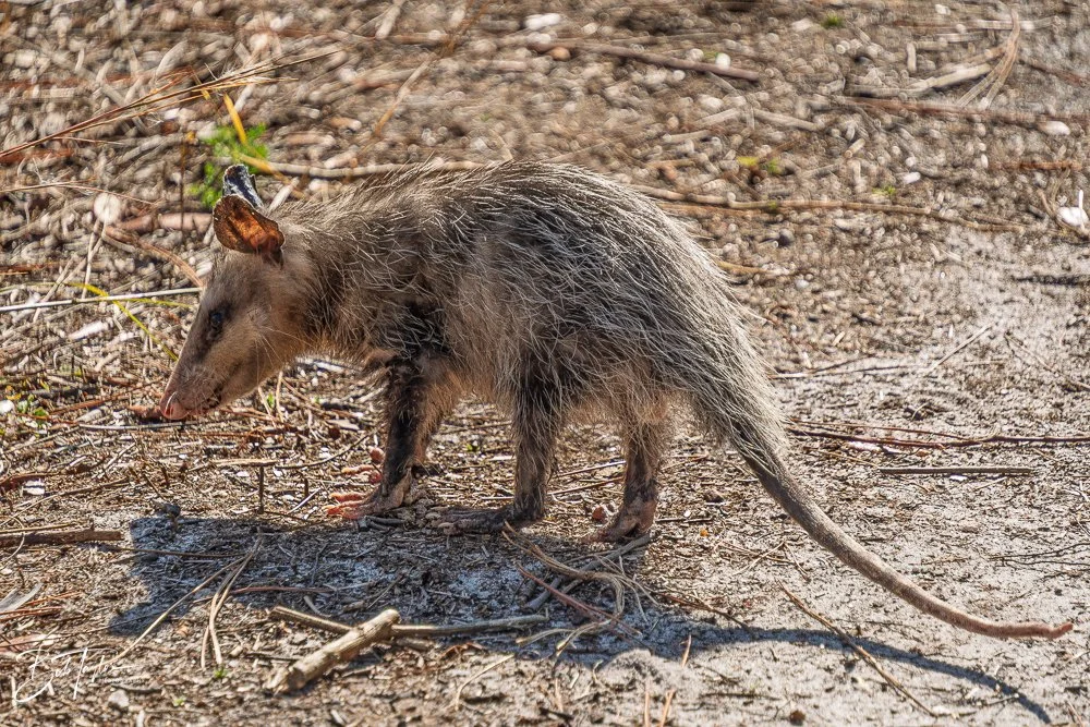 20251119-SASP Final -61.jpg