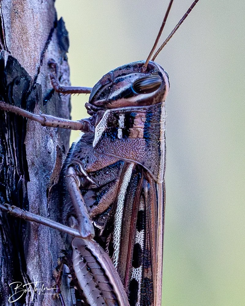 20260212-SASP -18.jpg