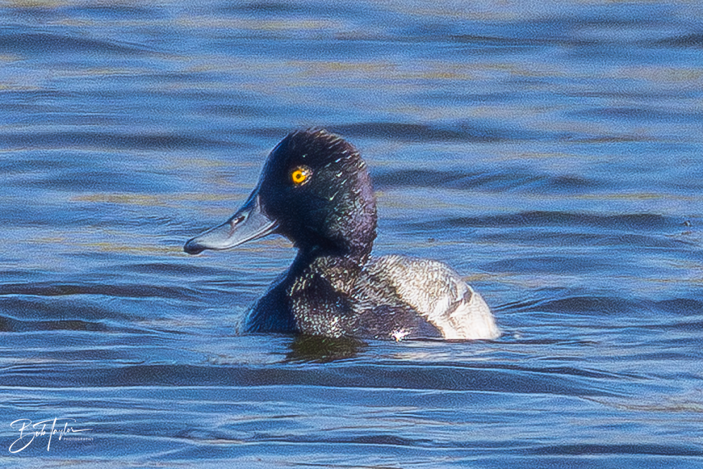 20260101-SASP -11.png