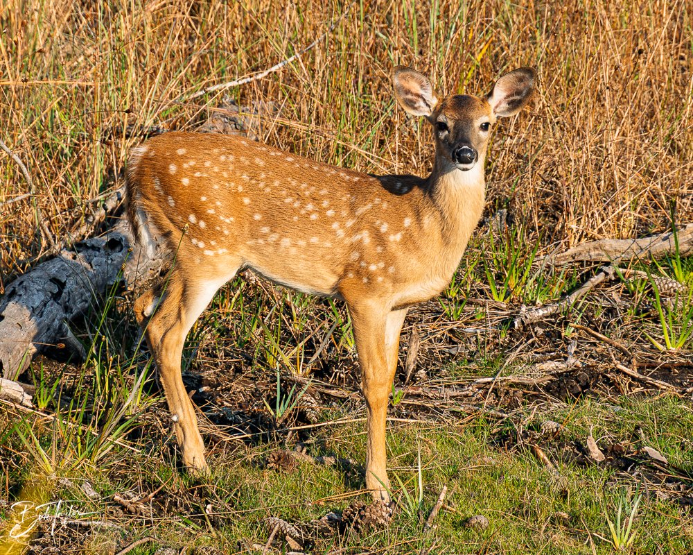 20251118-SASP Final -59.jpg