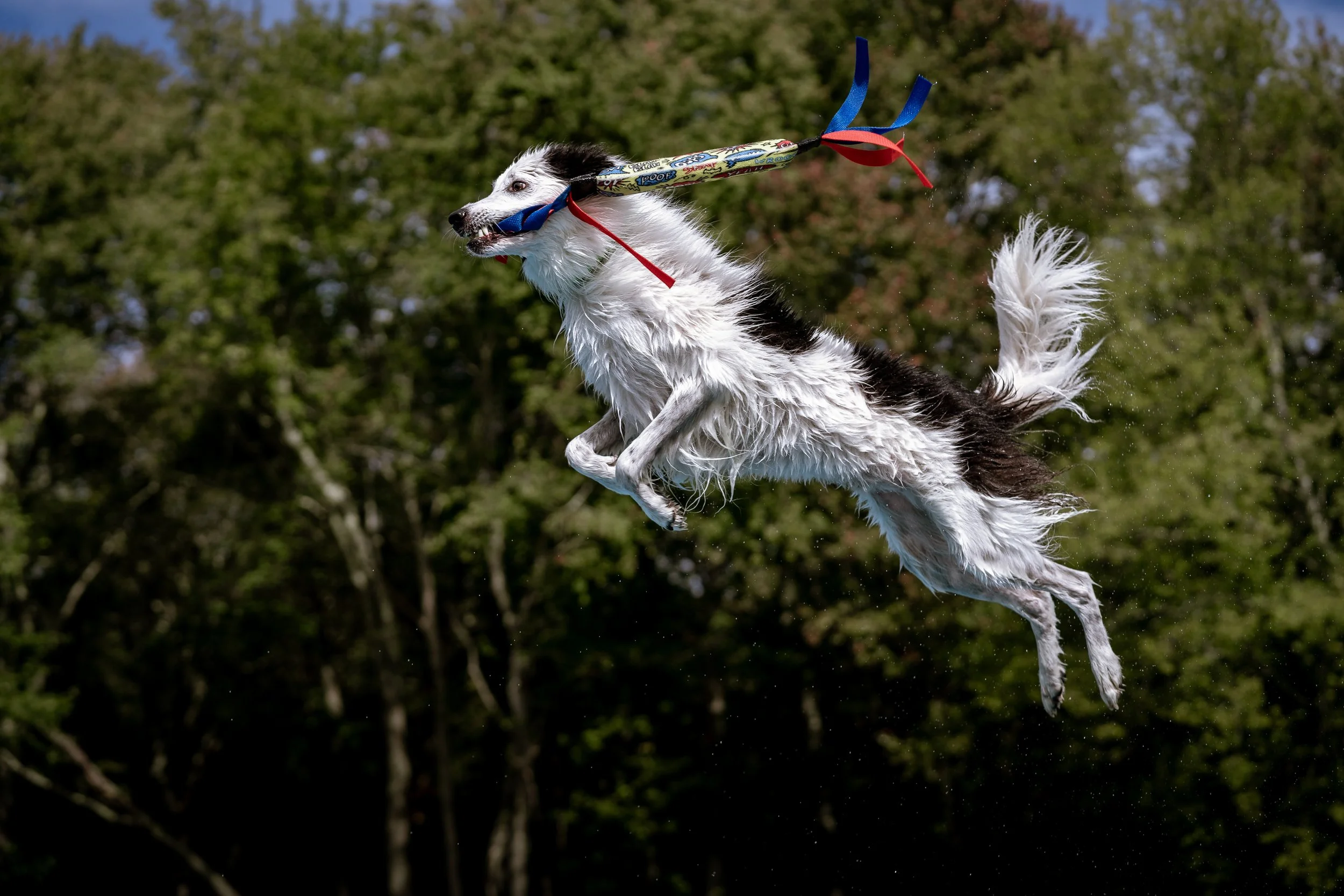 dock diving-08567.jpg