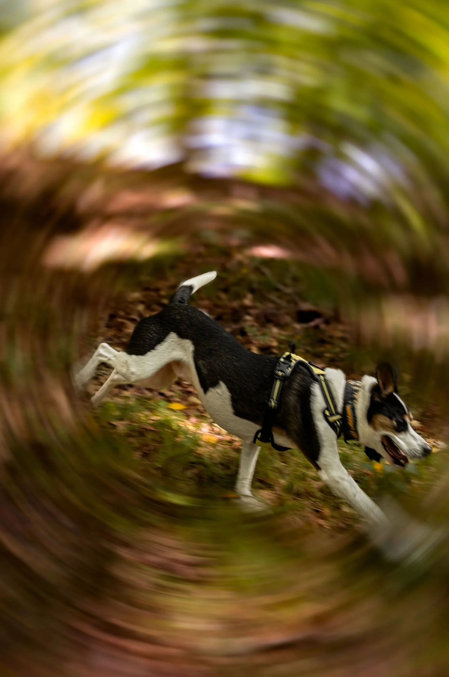 dog running with motion blur, dog photography, k9 photography, pet photography