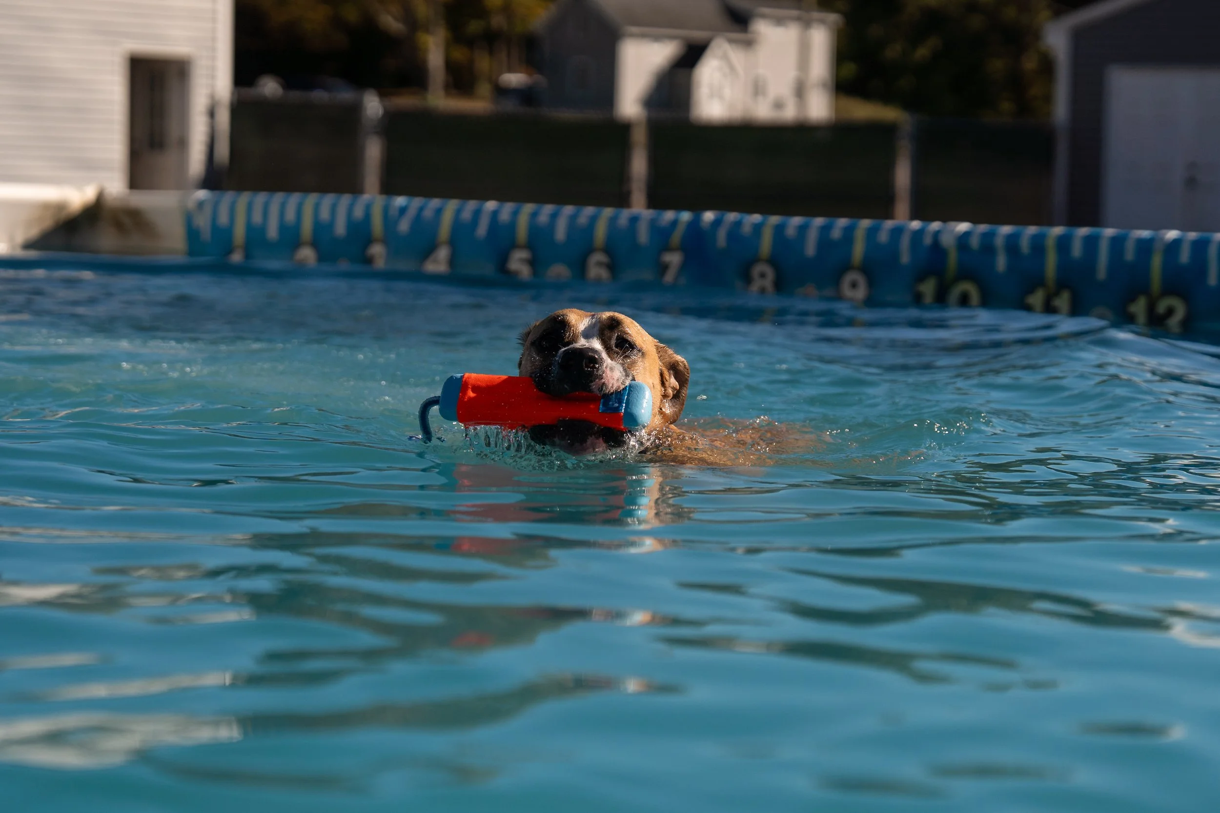 dock diving-07288.jpg