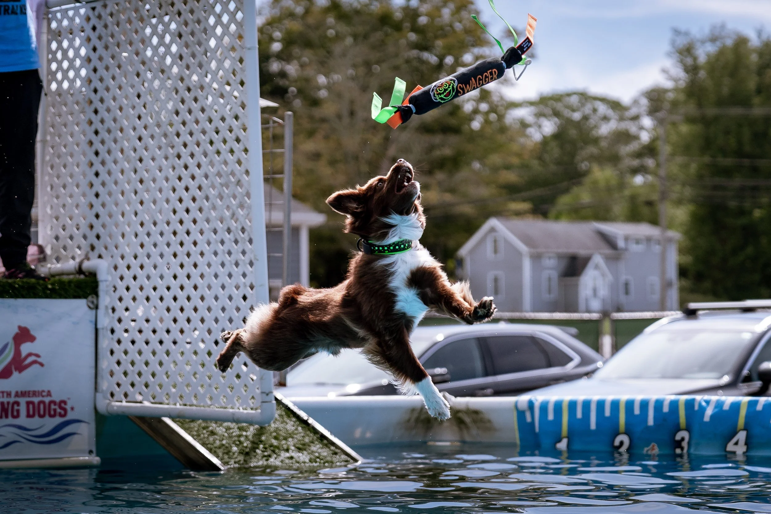 dock diving-07951.jpg