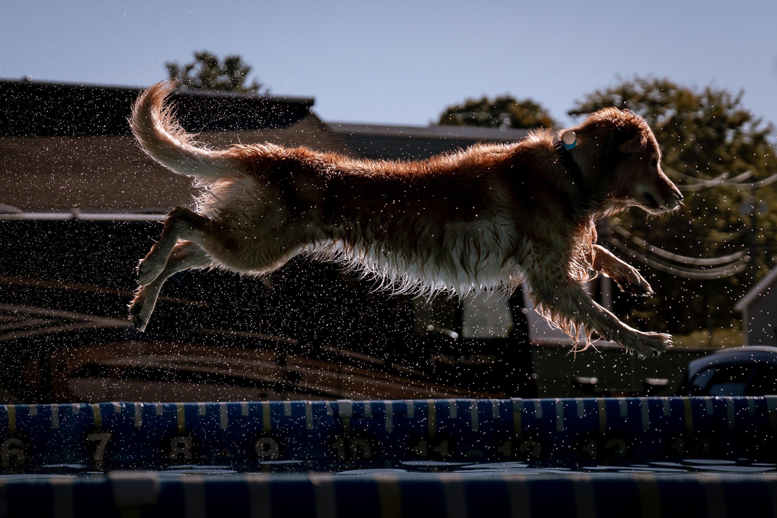 dock diving-07261.jpg