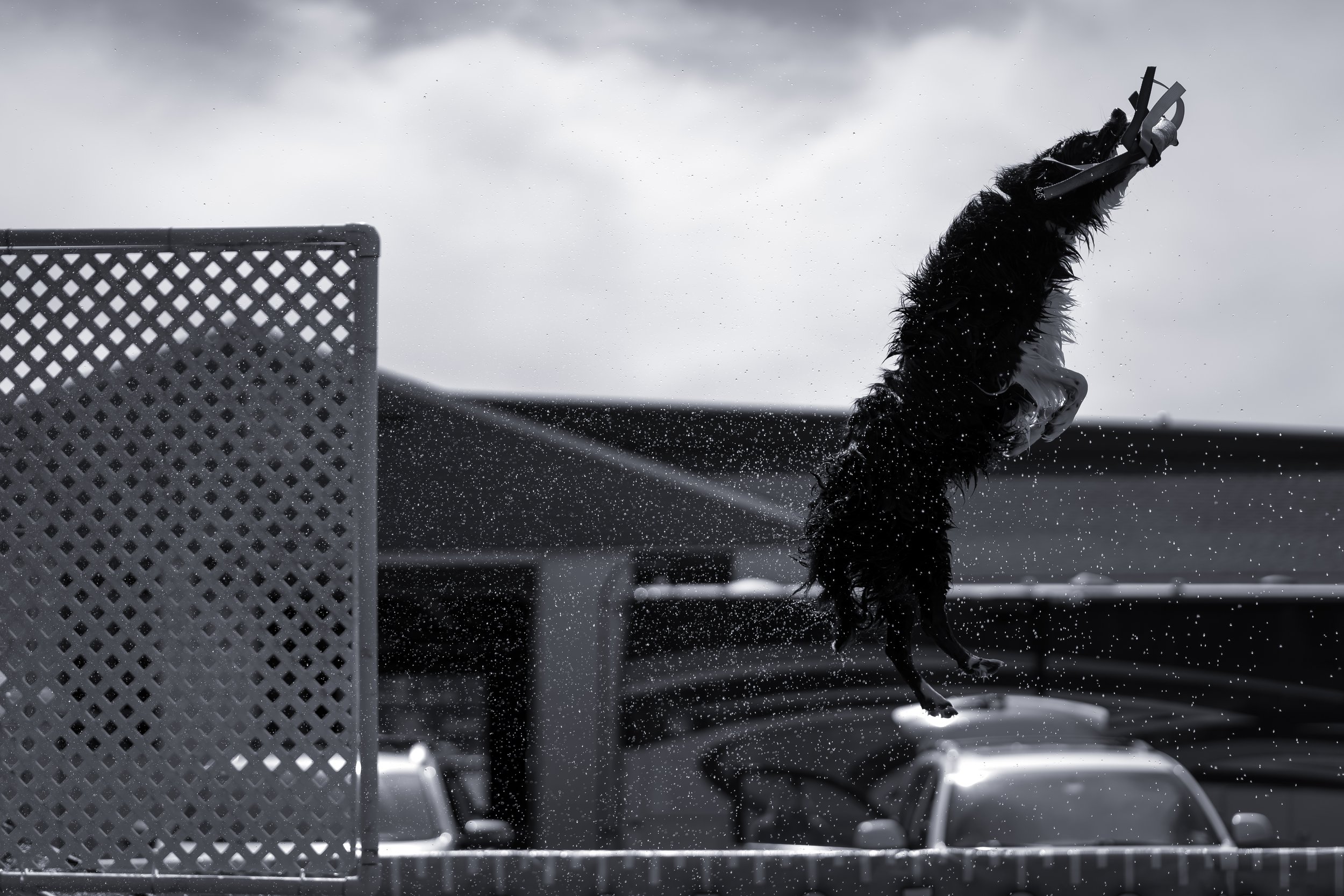 dock diving-08427.jpg