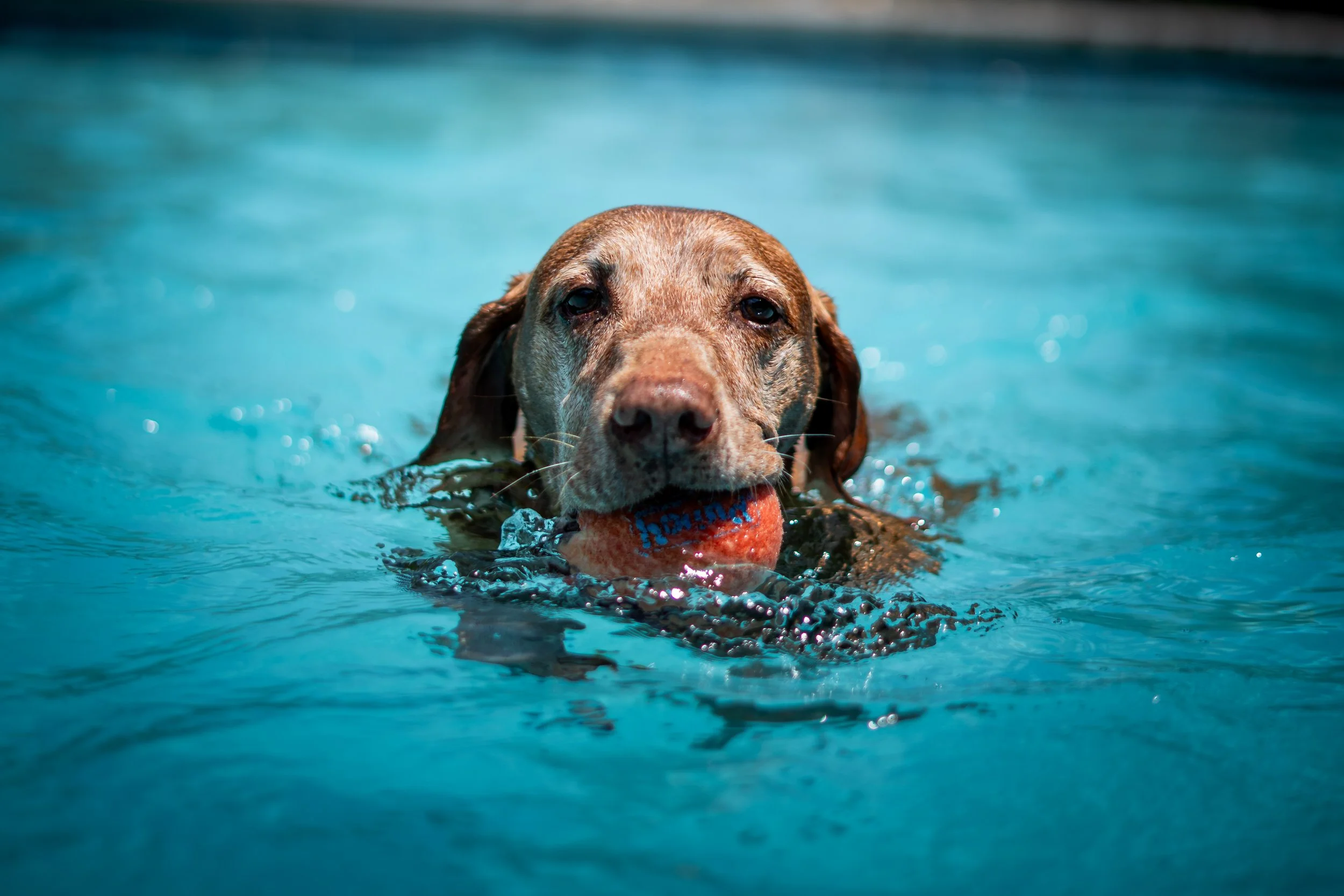 dog with ball swimming, dog photography, k9 photography, pet photography, dock diving