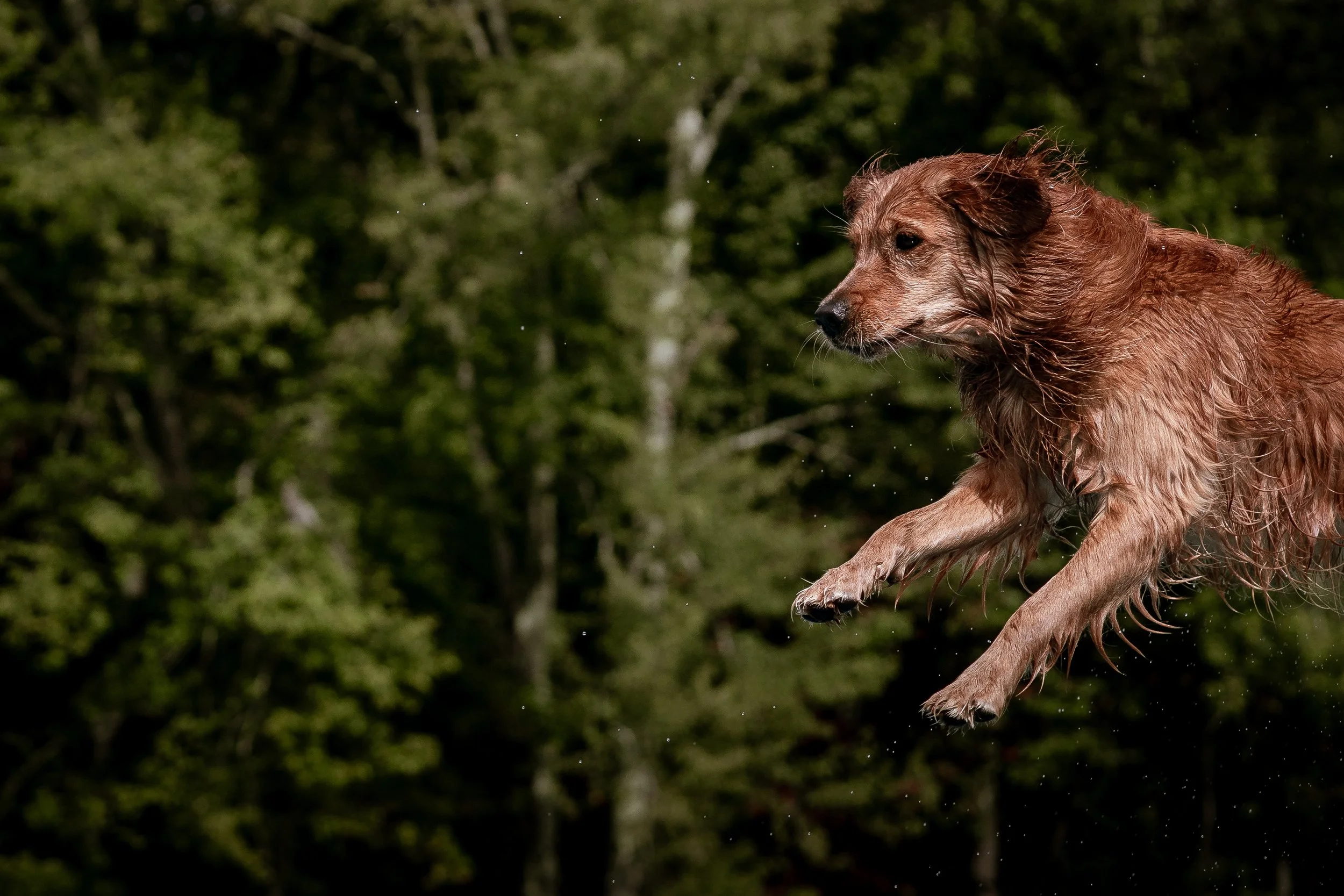 dock diving-08622.jpg