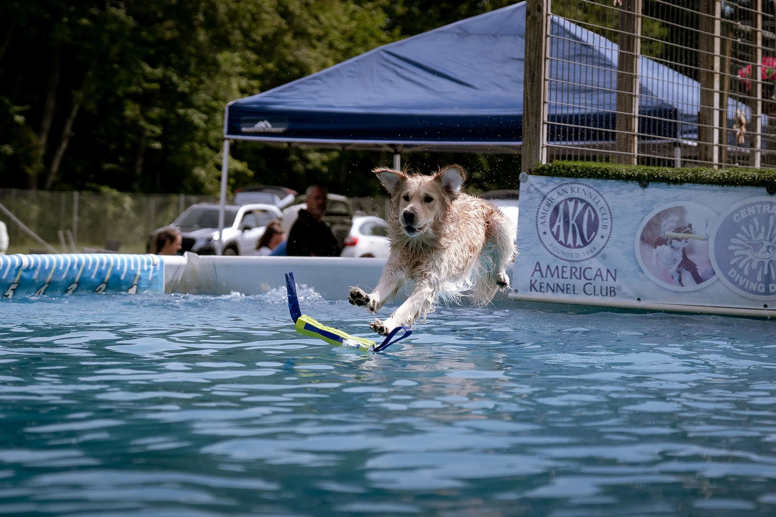 dock diving-07791.jpg