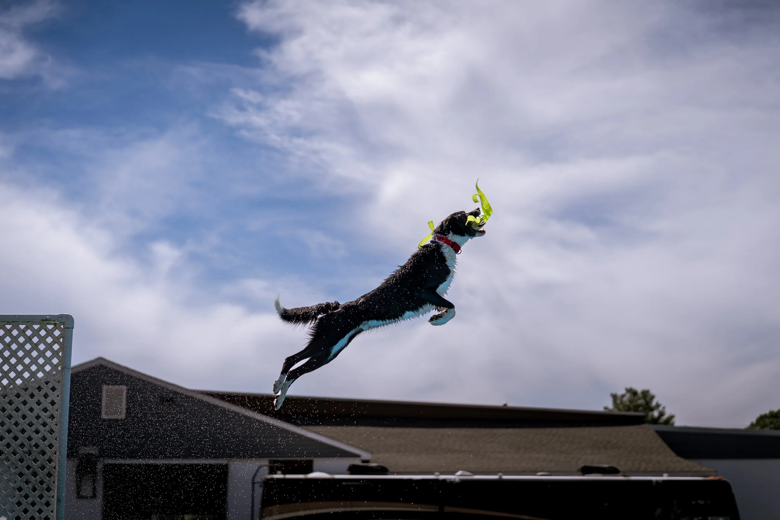 dock diving-08341.jpg