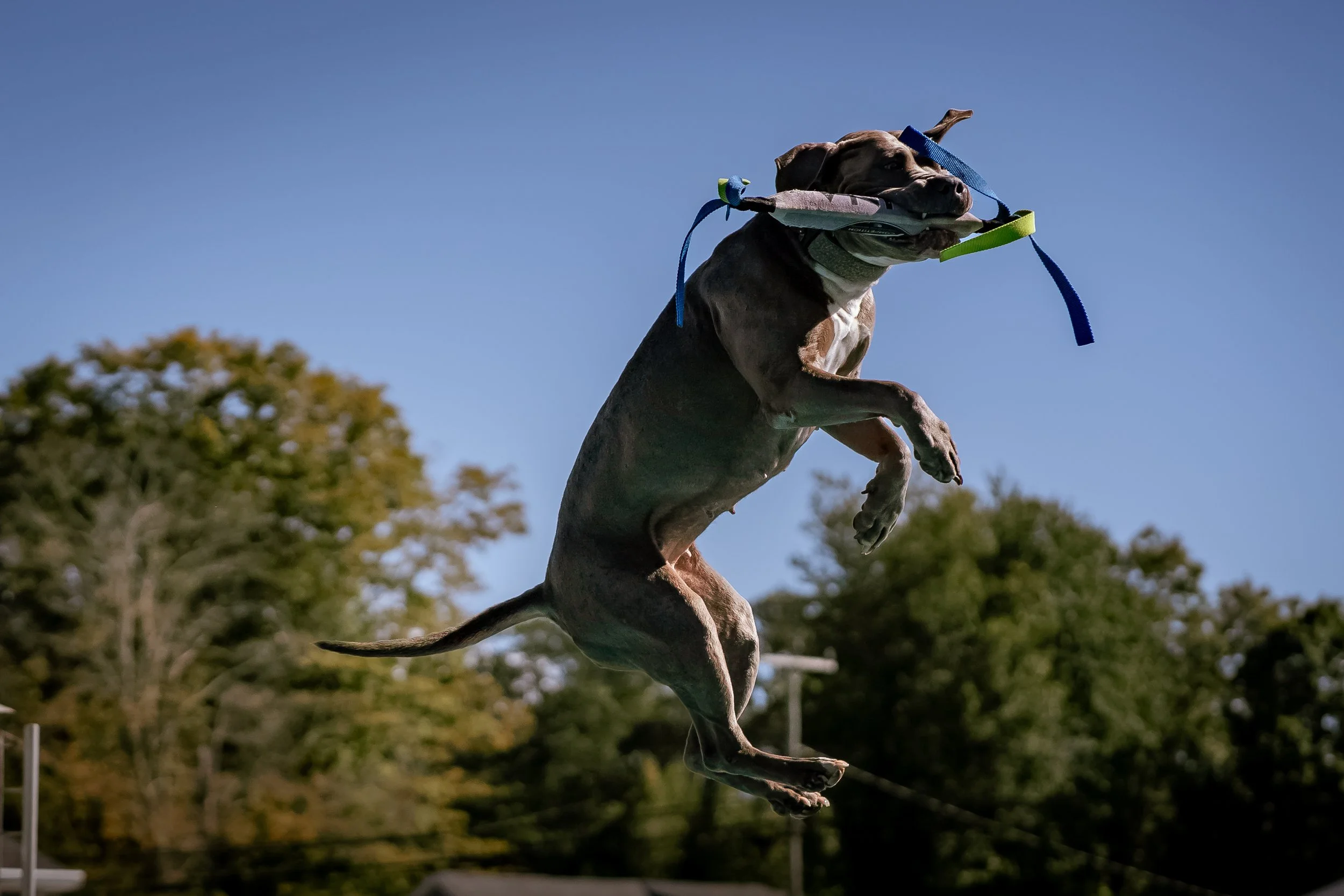 dock diving-07069.jpg