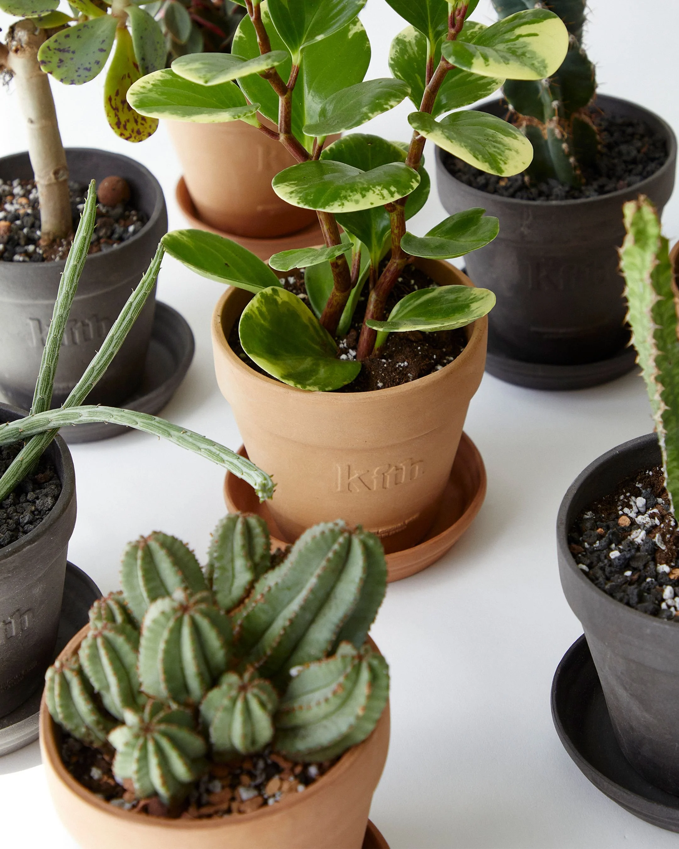 Several potted plants including succulents and cacti, with green and variegated leaves, in clay and black pots placed on white surfaces.