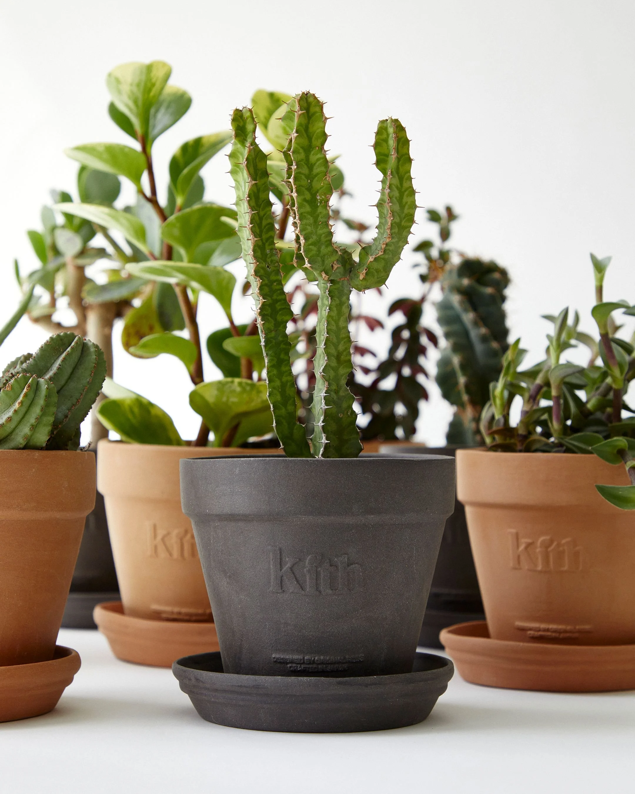 Various potted plants, including a tall cactus in a black pot, on a white surface against a white background.