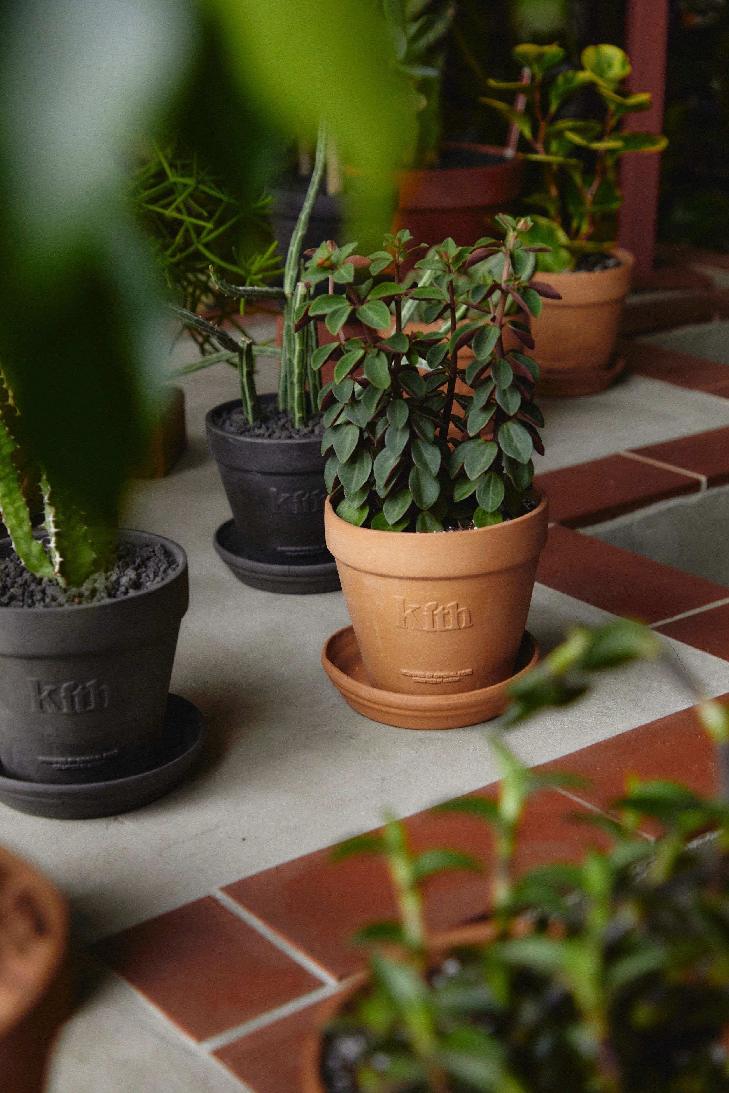 Close-up of potted plants on a tiled surface, including a small leafy plant in a tan pot with 'kith' embossed on it, surrounded by other plants in black and brown pots.