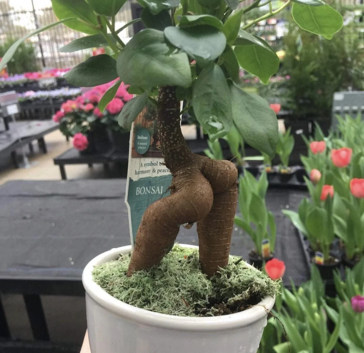 A potted bonsai plant with a thick, twisted trunk and green leaves, situated in a garden center with various flowers and plants in the background.