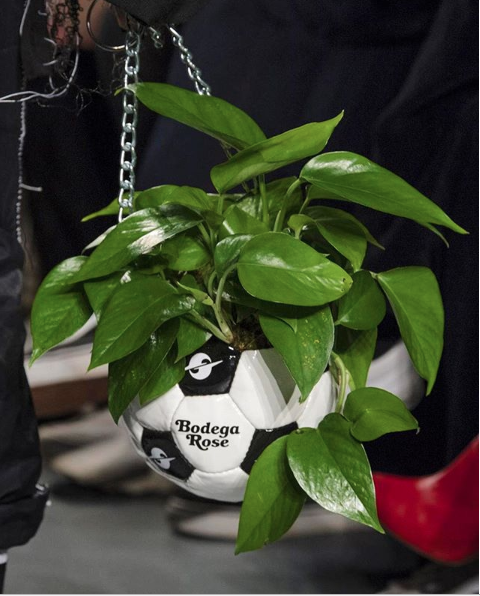 A green potted plant with broad leaves in a black and white soccer ball-shaped pot hanging from a chain.