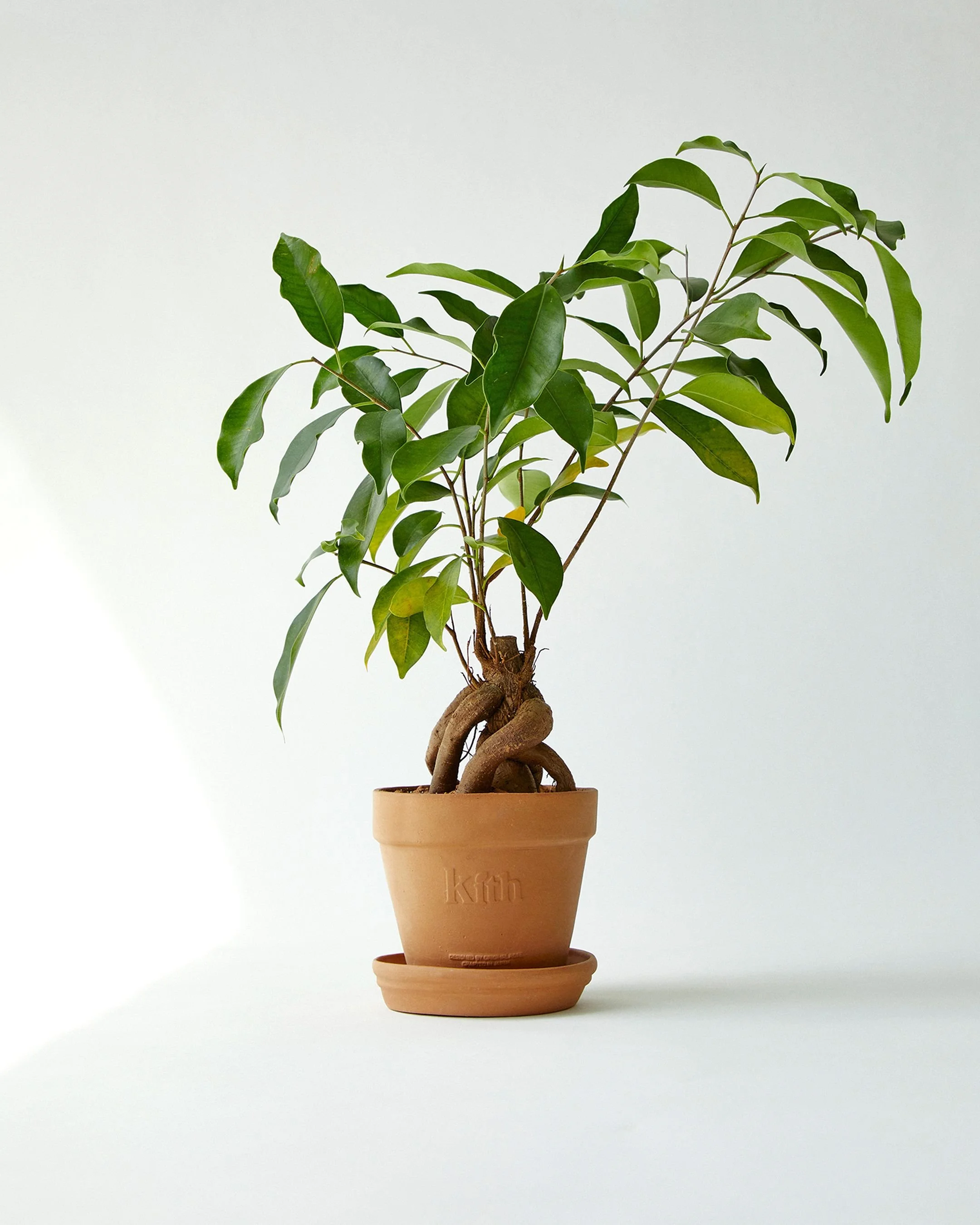 A potted green tree with large leaves and a thick, twisted trunk in a terracotta pot with a matching saucer.