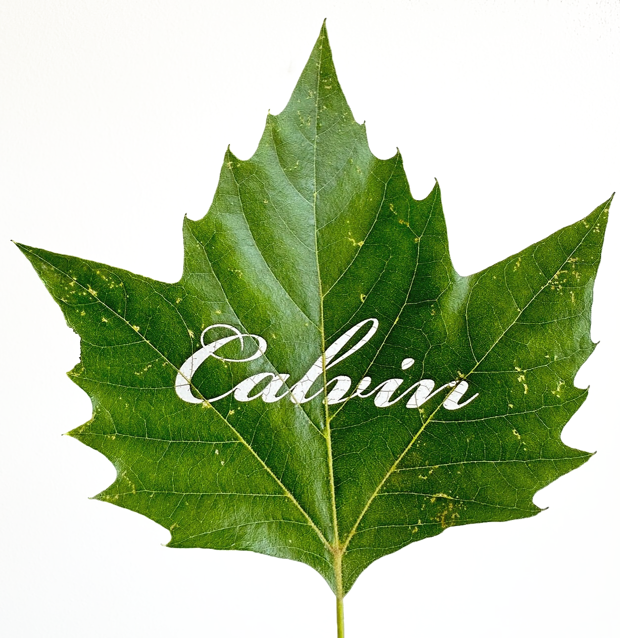 A green maple leaf with the word "California" written across it in white, cursive font.
