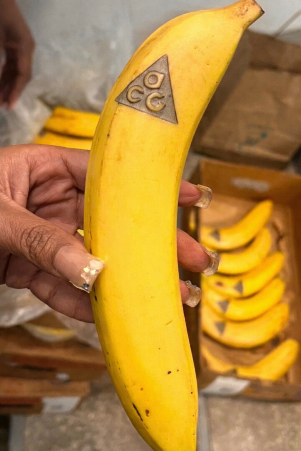 A hand holding a ripe yellow banana with a metal triangular tag marked 'COC' on it, with other bananas in a box in the background.