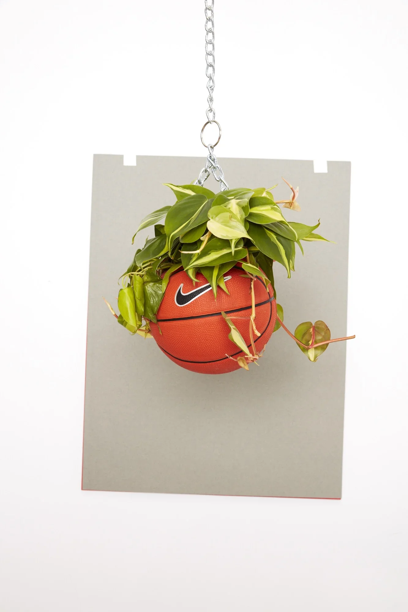 nikebasketballplanter.webp