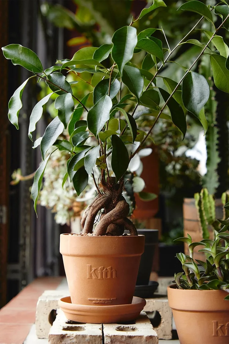 Plant with twisted branches in a KITH planter on brick