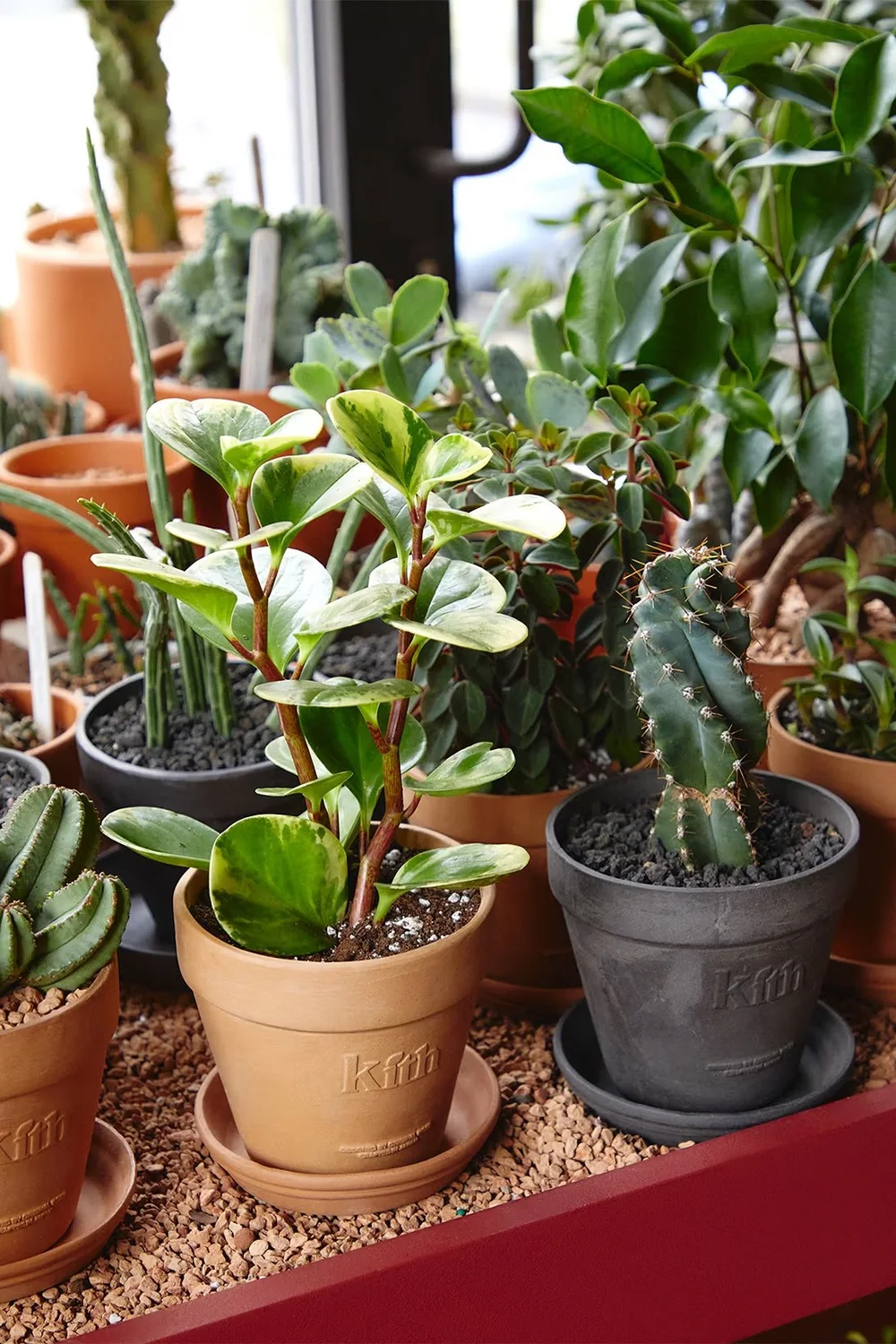 KITH x Original Rose earthenware planters with houseplants on a windowsill