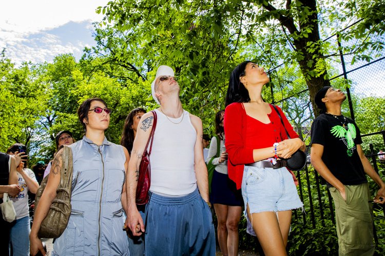 Participants looking up into the canopy of some of NYC's oldest trees