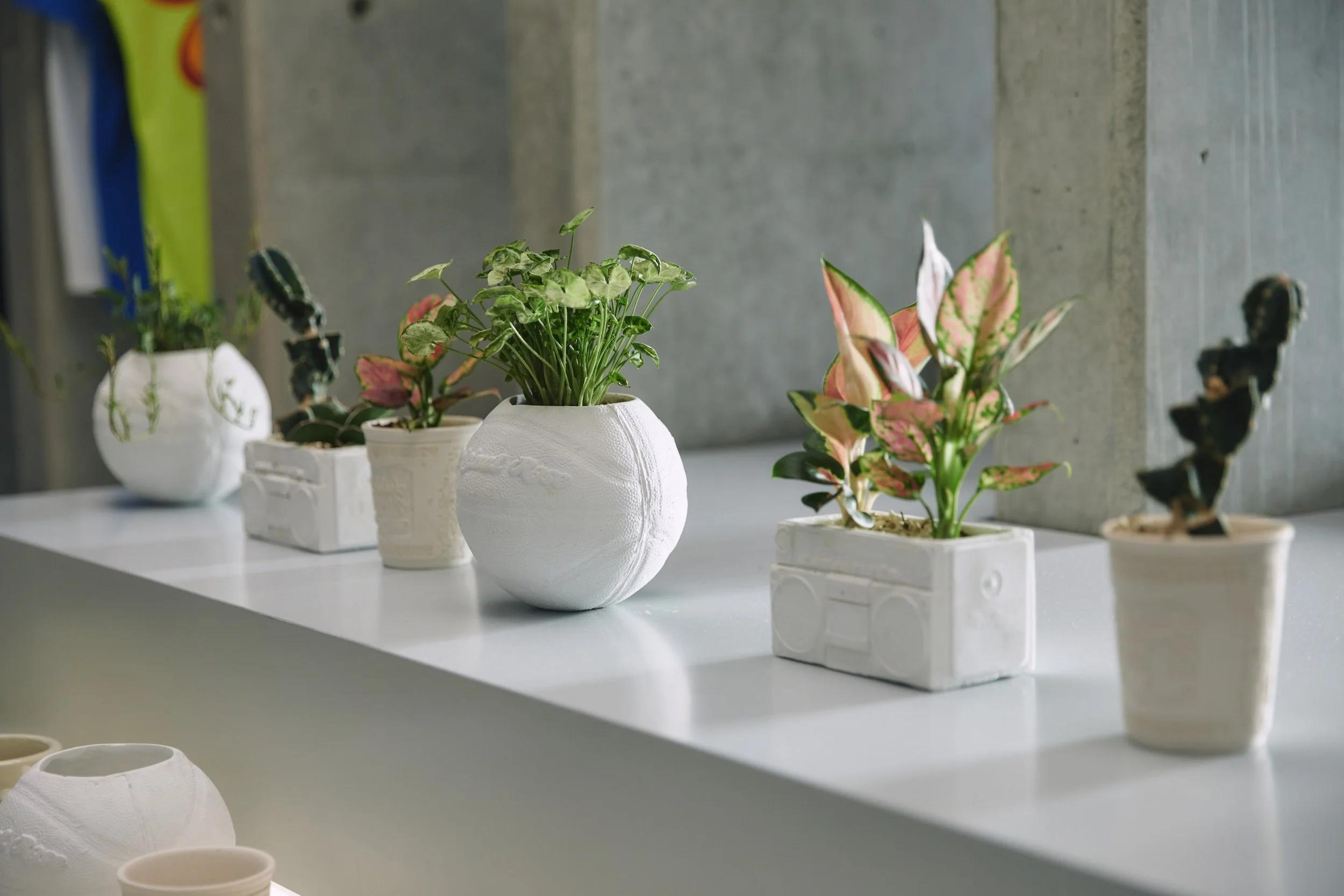 A row of white flower pots with various green and pink plants on a white surface against a concrete wall.