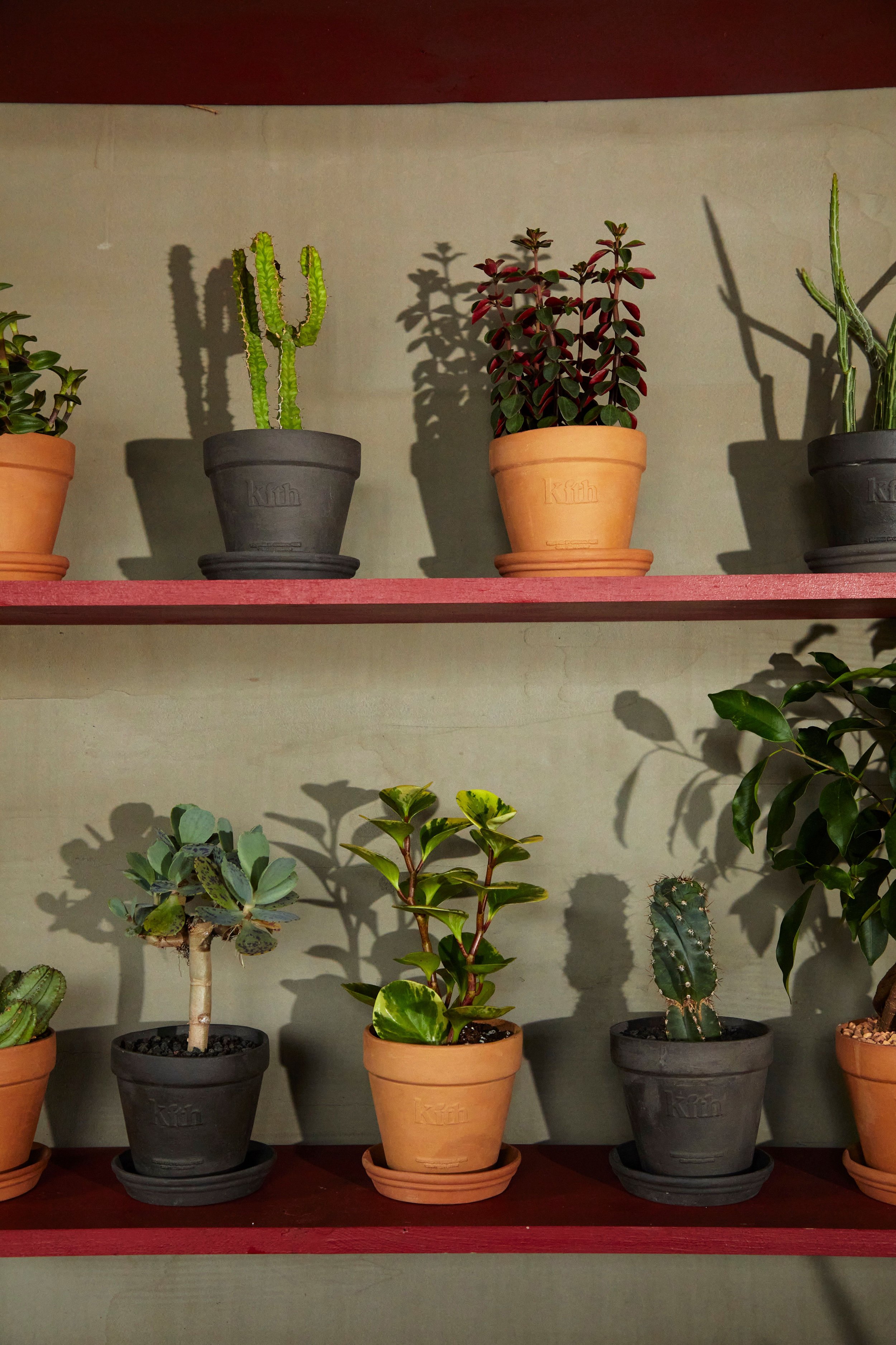 Various potted plants, including cacti and succulents, arranged on wooden shelves with shadows cast on the wall behind.