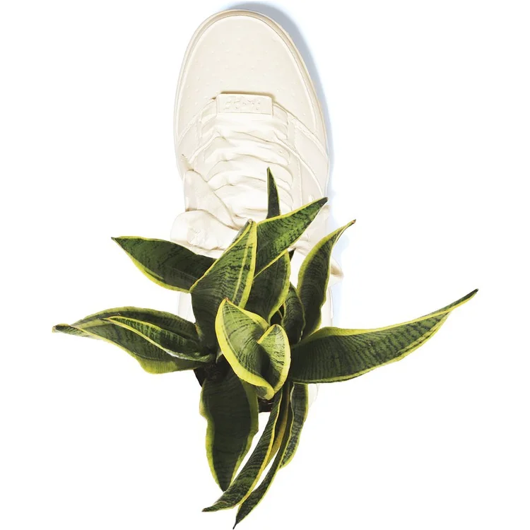 BAPE STA planter from above on houseplant leaves
