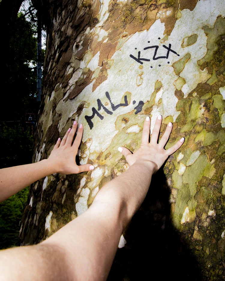 Hands on the bark of a historic tree in Tompkins Square Park