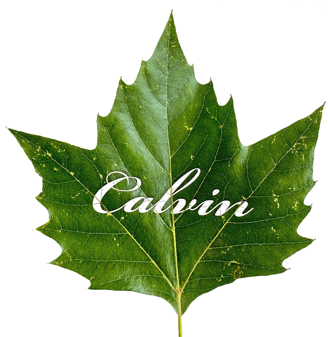 Sycamore leaf with the word "Calvin" laser engraved across it.