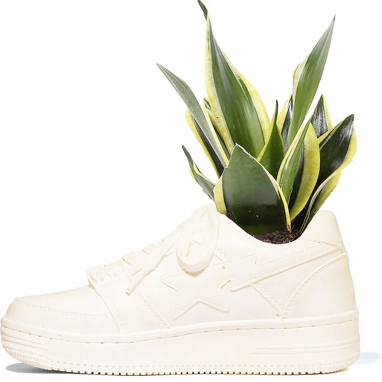 Ceramic BAPE STA planter with star detail holding variegated leaves