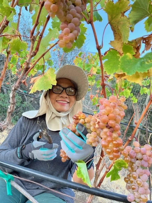 Woman harvesting ripening pink grapes in a vineyard during daytime.