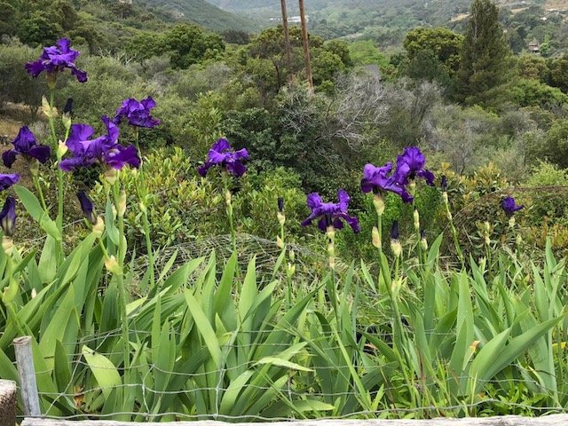 Purple irises growing amidst green foliage with a rural landscape background featuring trees and hills.