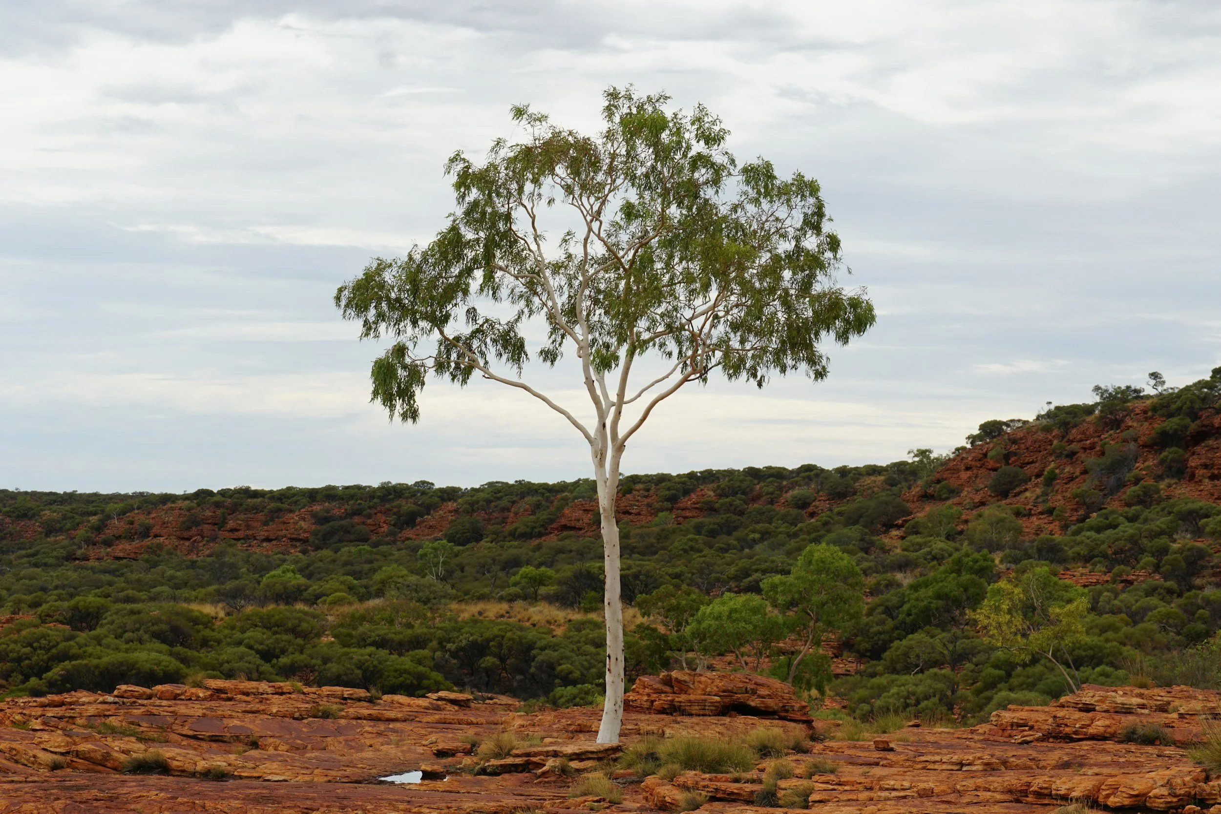 A solitary tree with white bark stands amidst a desert landscape with reddish rocks and green shrubbery, under a cloudy sky.