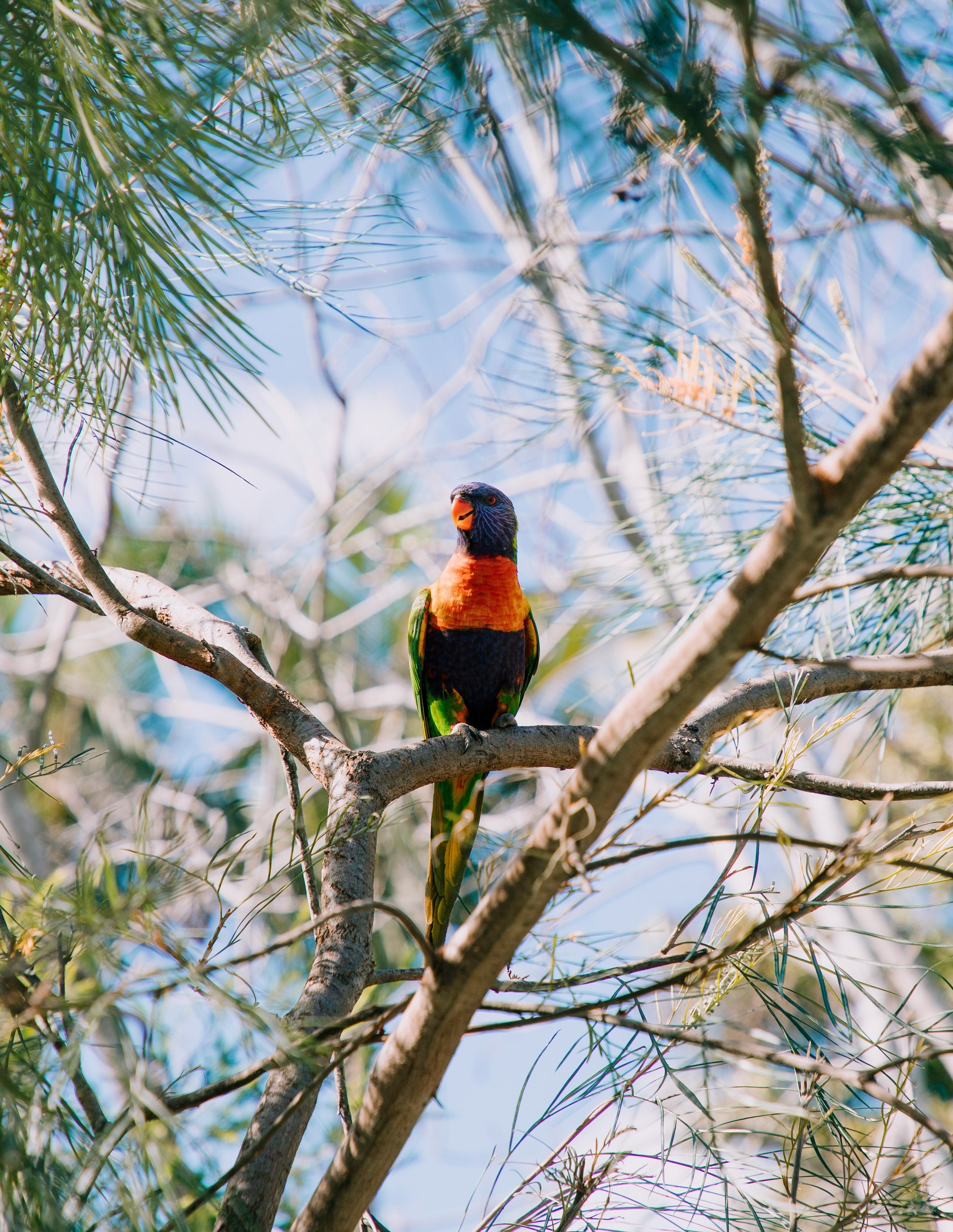About Biodiversity Offset Credit Markets in New South Wales