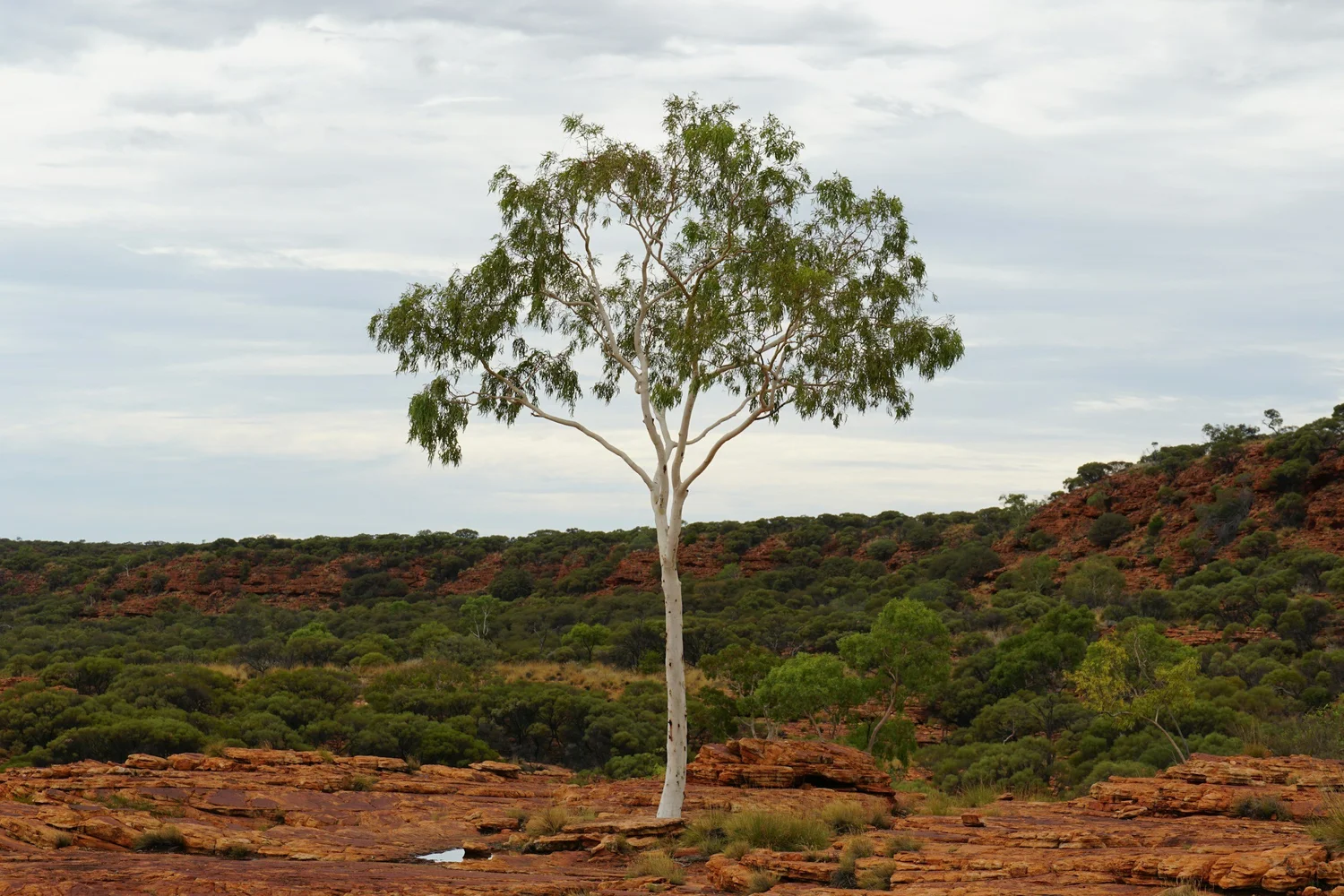 Draft Biodiversity Offset Scheme Changes for Advisors