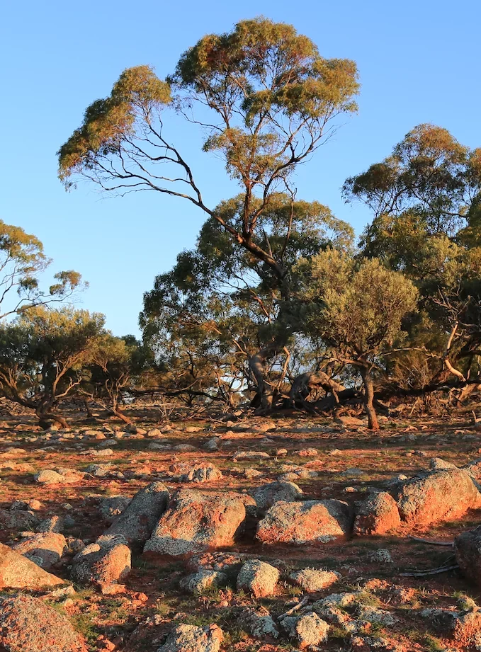 BAM Changes -  Landholder Implications