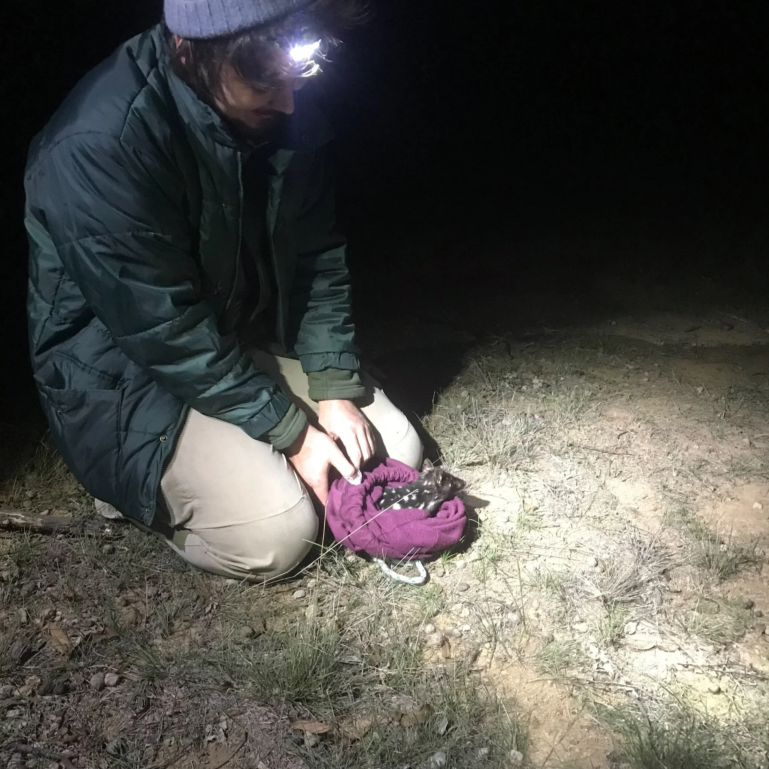 A person kneeling on the ground at night, wearing a headlamp, black jacket, and khaki pants, gently holding a small black and white animal wrapped in a purple cloth.