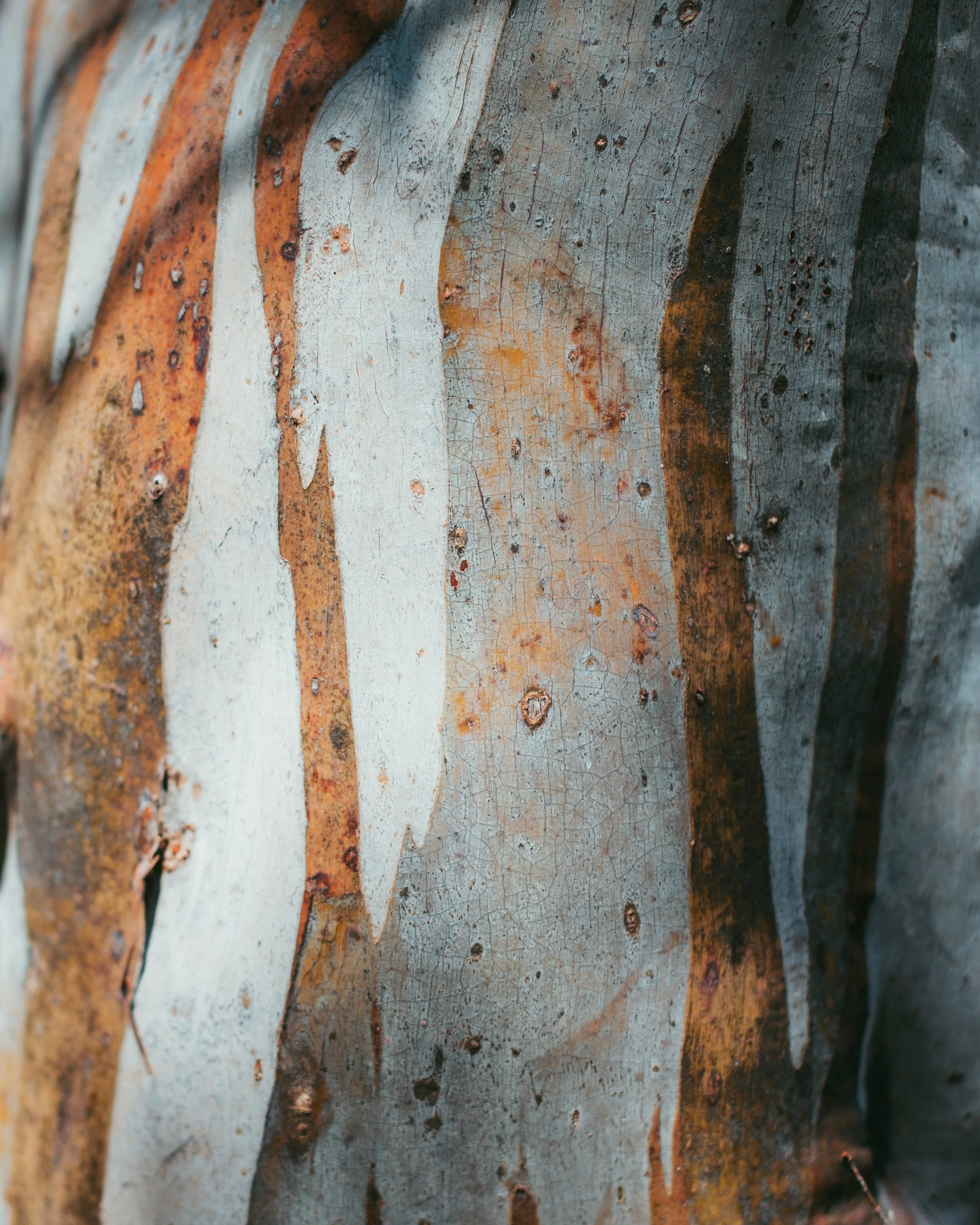 Close-up of the textured bark of a eucalyptus tree with peeling, multicolored bark in shades of grey, brown, and orange.