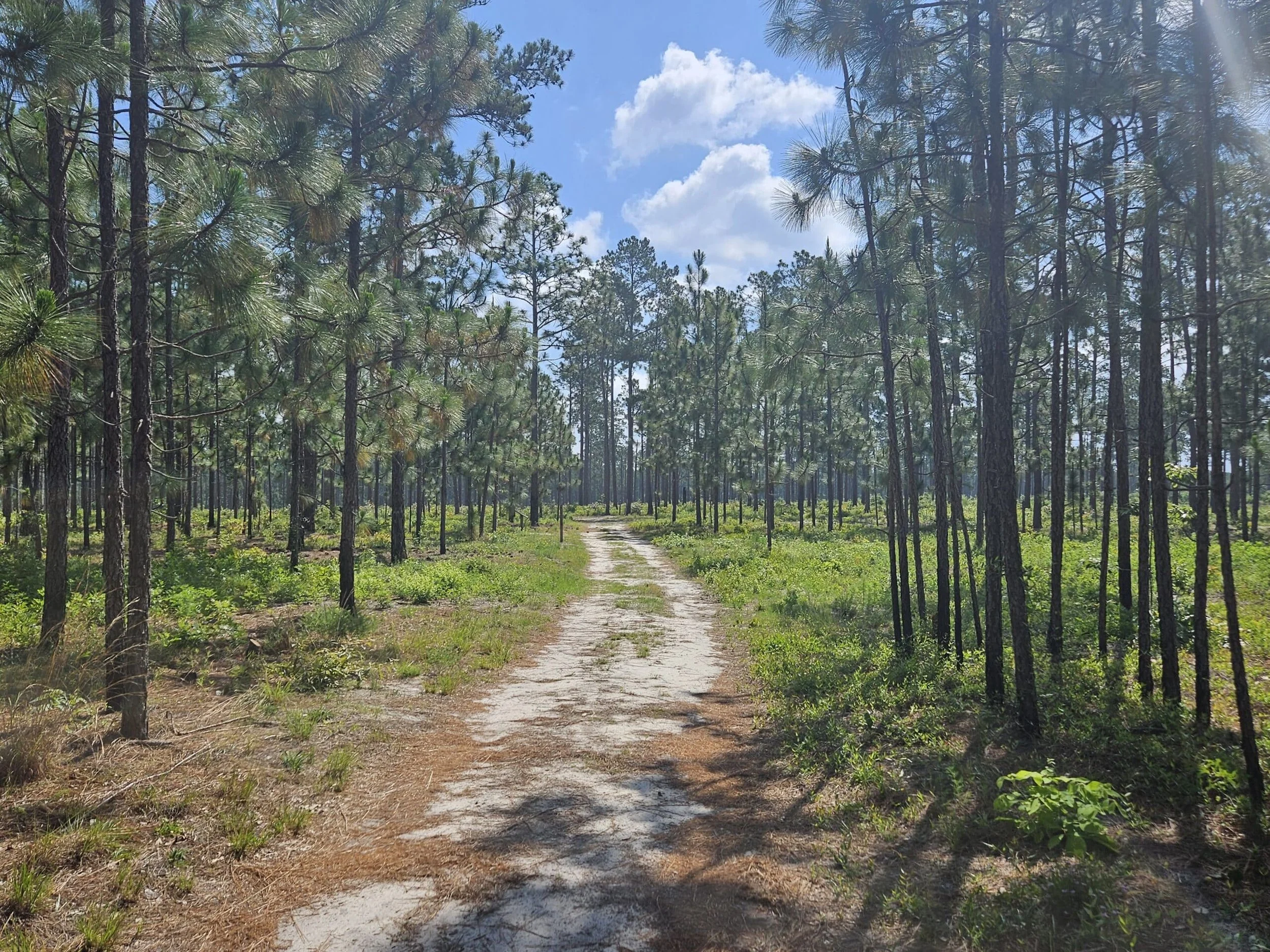Hit The Trail: Hiking at Camden Battlefield park