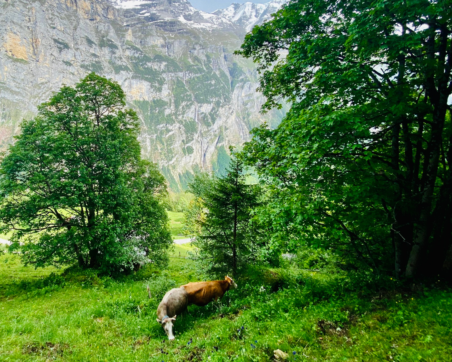 Two cows graze on a green hillside with tall trees and rocky mountains in the background showing a heart-centered real estate agent