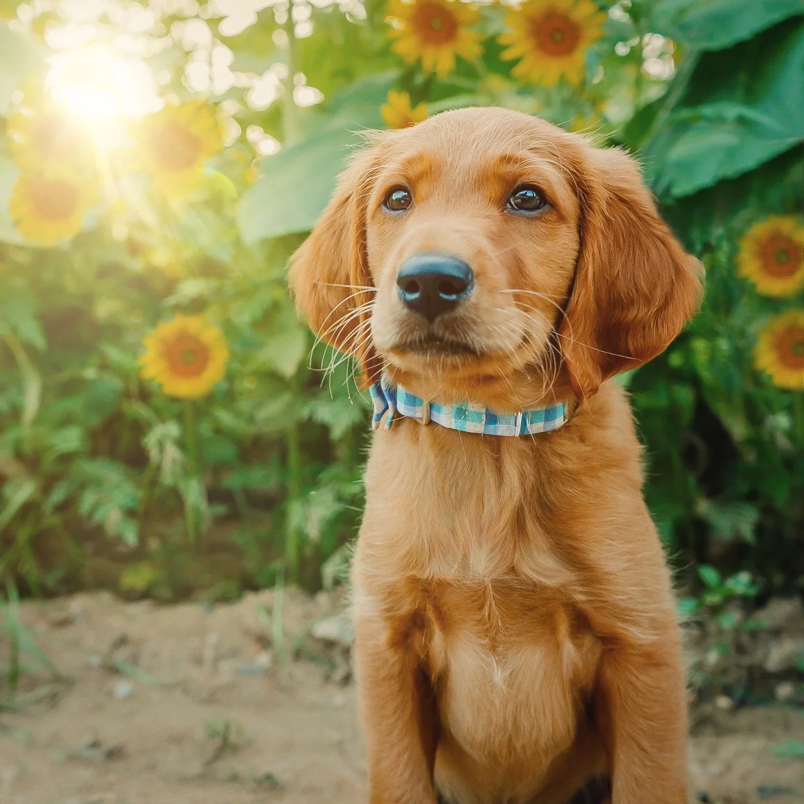 A close-up of a golden retriever puppy with a blue collar sitting outdoors among sunflower plants, with sunlight shining through.